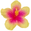 Стикер 30 Hibiscus Flower