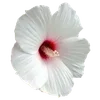 Стикер 52 Hibiscus Flower