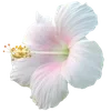 Стикер 14 Hibiscus Flower