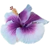 Стикер 24 Hibiscus Flower