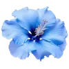 Стикер 36 Hibiscus Flower