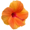 Стикер 19 Hibiscus Flower
