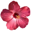 Стикер 61 Hibiscus Flower