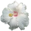 Стикер 39 Hibiscus Flower