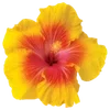 Стикер 23 Hibiscus Flower