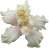 Стикер 50 Hibiscus Flower