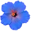 Стикер 40 Hibiscus Flower