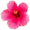 Стикер 42 Hibiscus Flower