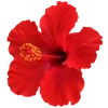 Стикер 21 Hibiscus Flower