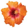 Стикер 5 Hibiscus Flower