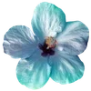 Стикер 7 Hibiscus Flower