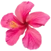 Стикер 17 Hibiscus Flower