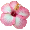 Стикер 20 Hibiscus Flower