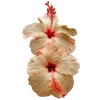 Стикер 49 Hibiscus Flower