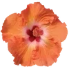 Стикер 43 Hibiscus Flower