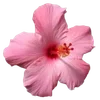 Обложка набора Hibiscus Flower