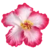 Стикер 32 Hibiscus Flower