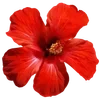 Стикер 31 Hibiscus Flower