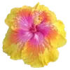Стикер 54 Hibiscus Flower