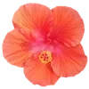 Стикер 9 Hibiscus Flower