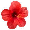 Стикер 27 Hibiscus Flower