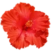 Стикер 46 Hibiscus Flower