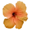 Стикер 33 Hibiscus Flower