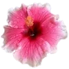 Стикер 58 Hibiscus Flower