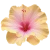 Стикер 3 Hibiscus Flower
