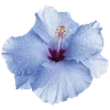 Стикер 25 Hibiscus Flower