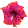 Стикер 55 Hibiscus Flower