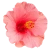 Стикер 8 Hibiscus Flower