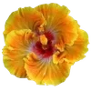 Стикер 16 Hibiscus Flower
