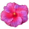 Стикер 15 Hibiscus Flower