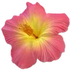 Стикер 53 Hibiscus Flower