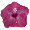 Стикер 51 Hibiscus Flower