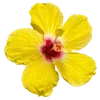 Стикер 28 Hibiscus Flower