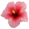 Стикер 11 Hibiscus Flower