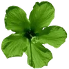 Стикер 47 Hibiscus Flower