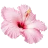 Стикер 35 Hibiscus Flower