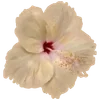 Стикер 34 Hibiscus Flower