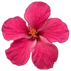 Стикер 37 Hibiscus Flower