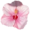 Стикер 45 Hibiscus Flower