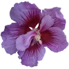 Стикер 12 Hibiscus Flower