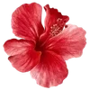 Стикер 6 Hibiscus Flower