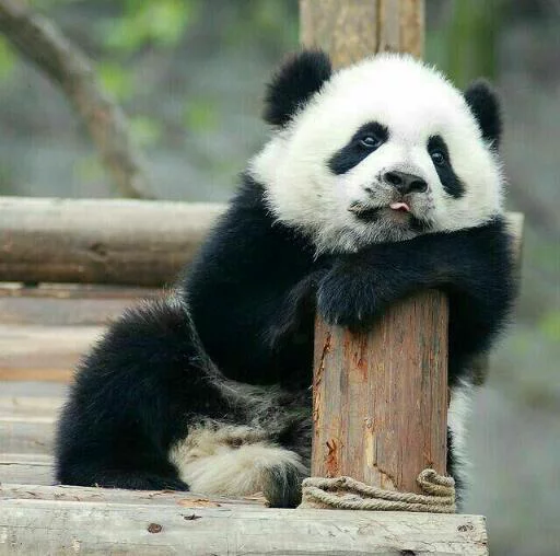 🐼 Стикер «High Horizon 2» для Telegram