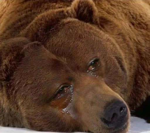 😭 Стикер «High Horizon 2» для Telegram