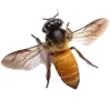Стикер 3 𐌗ᥙᥰᥰᥙ ʙᥲᥔΔᥙΚ