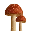 Стикер 39 𐌗ᥙᥰᥰᥙ ʙᥲᥔΔᥙΚ