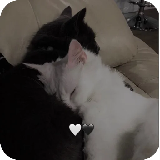 🐱 Стикер «Хлебушек» для Telegram